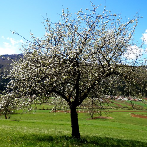 Appleon RikenMon's Nature.Guide