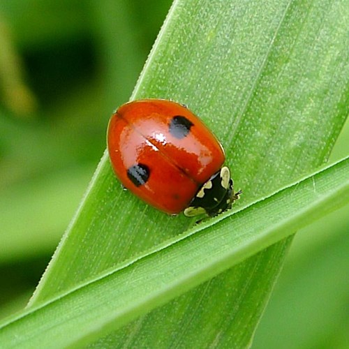 Two-spot ladybirdon RikenMon's Nature.Guide