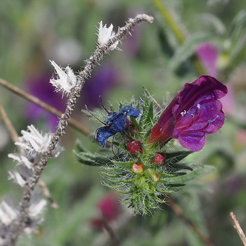 Purple viper's-buglosson RikenMon's Nature.Guide