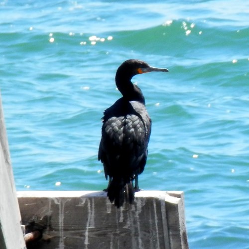 Cape cormoranton RikenMon's Nature.Guide