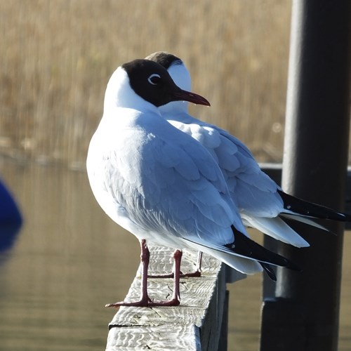 Black-headed gullon RikenMon's Nature.Guide