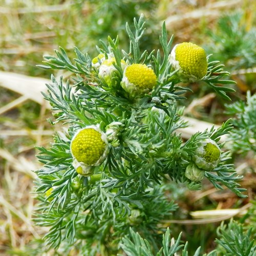 Pineappleweedon RikenMon's Nature.Guide