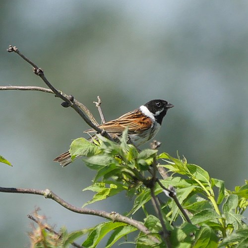 Reed buntingon RikenMon's Nature.Guide