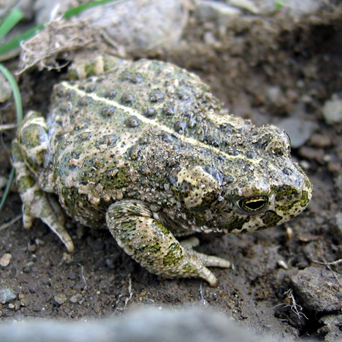 Natterjack toadon RikenMon's Nature.Guide