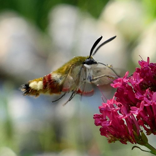 Broad-bordered bee hawk-mothon RikenMon's Nature.Guide
