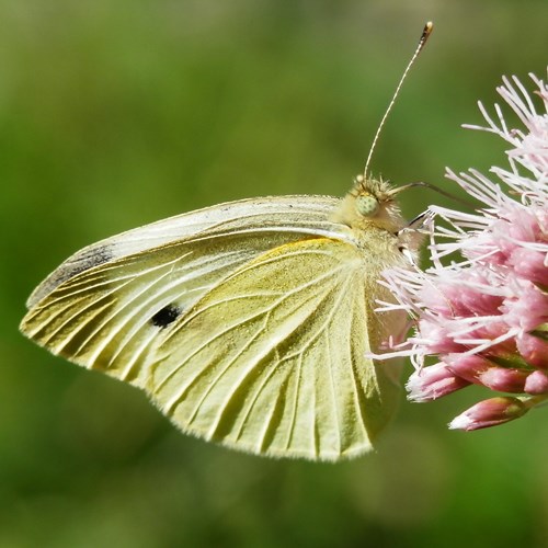 Small whiteon RikenMon's Nature.Guide