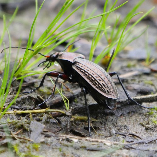 Carabus cancellatus [L.]on RikenMon's Nature.Guide