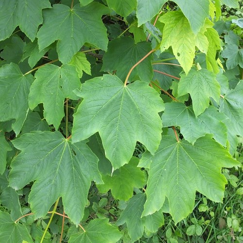 Sycamoreon RikenMon's Nature.Guide