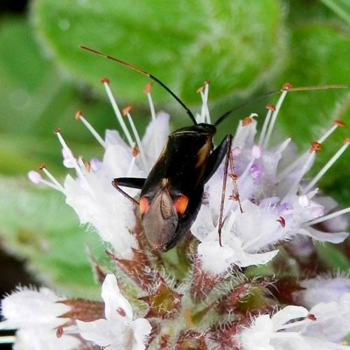 Adelphocoris seticornis [L.]on RikenMon's Nature.Guide