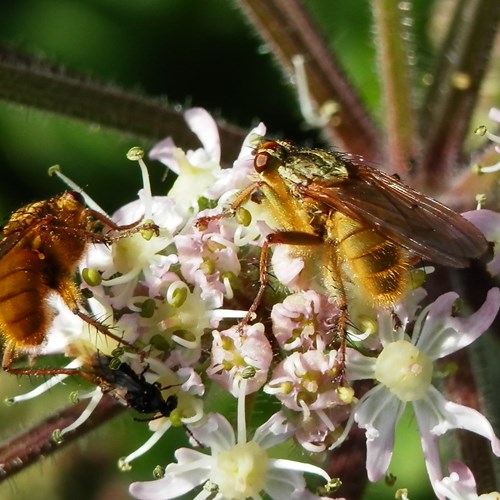 Yellow dung flyon RikenMon's Nature.Guide