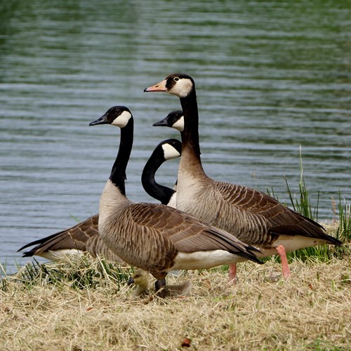 Canada gooseon RikenMon's Nature.Guide