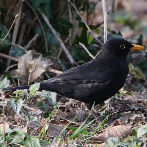 Blackbirdon RikenMon's Nature.Guide