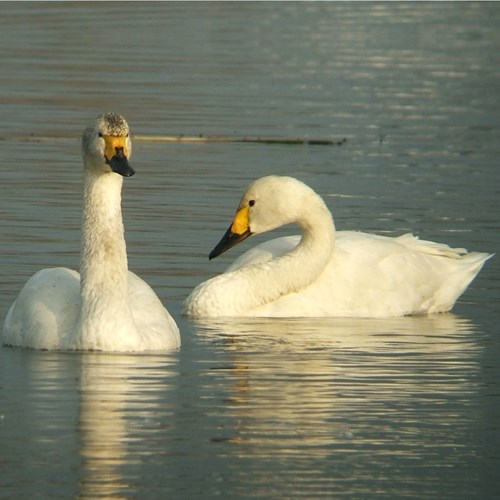 Bewick's swanon RikenMon's Nature.Guide