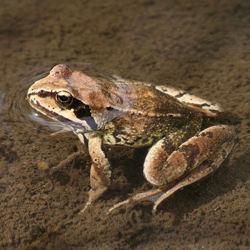 Common frogon RikenMon's Nature.Guide