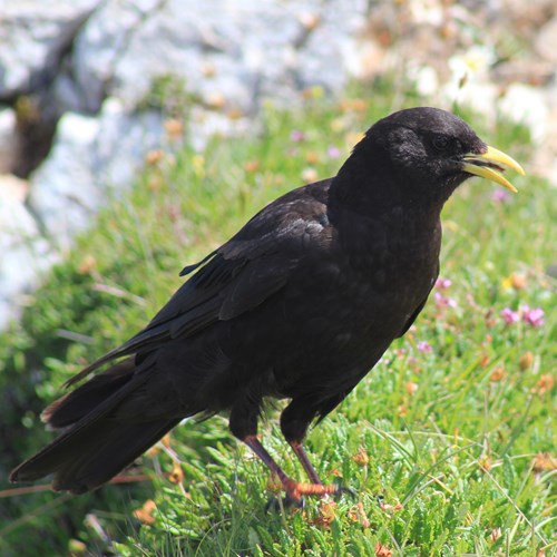 Alpine choughon RikenMon's Nature.Guide