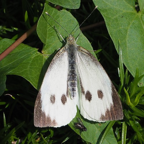 Cabbage butterflyon RikenMon's Nature.Guide