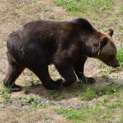 Brown bearon RikenMon's Nature.Guide