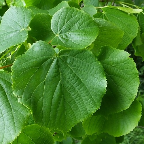 Small-leaved Limeon RikenMon's Nature.Guide