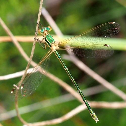 Shy emerald damselflyon RikenMon's Nature.Guide