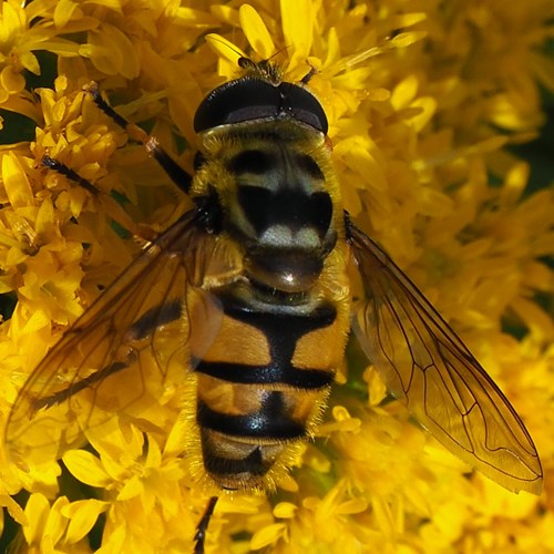Deadhead hoverflyon RikenMon's Nature.Guide
