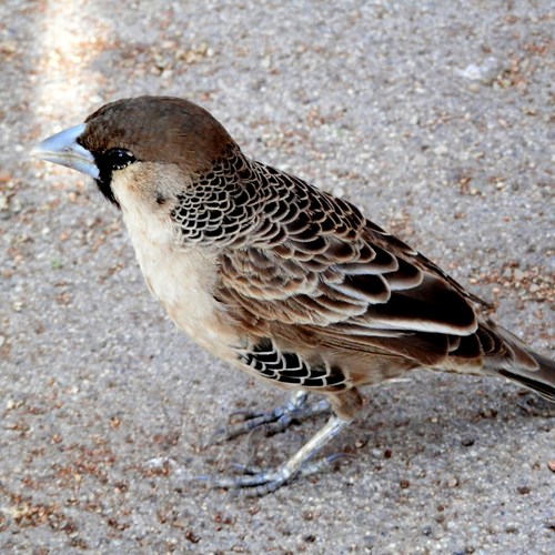 Sociable weaveron RikenMon's Nature.Guide