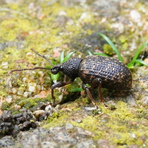 Otiorhynque de la vigneSur le Nature.Guide de RikenMon