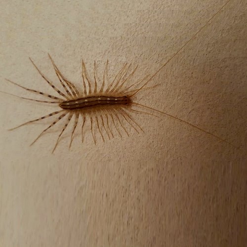 House centipedeon RikenMon's Nature.Guide
