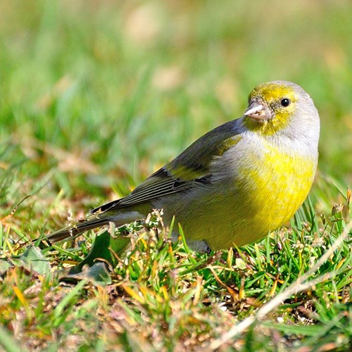 Citril finchon RikenMon's Nature.Guide