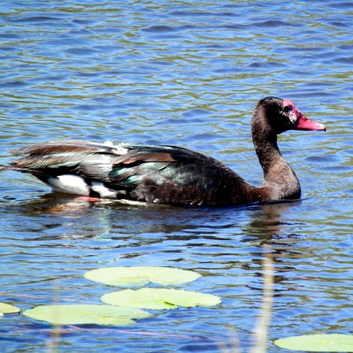 Spur-winged gooseon RikenMon's Nature.Guide