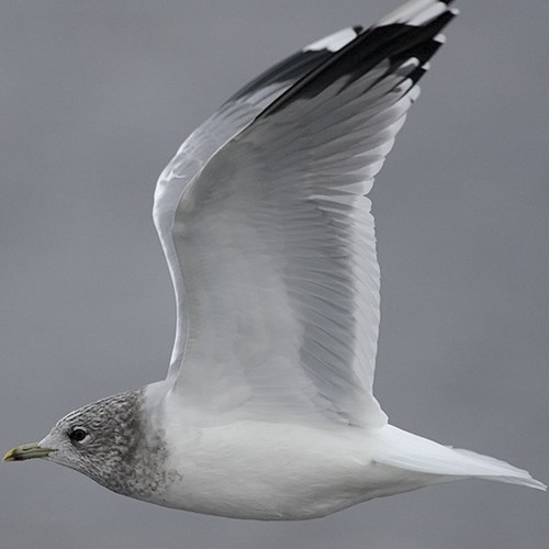 Gullon RikenMon's Nature.Guide
