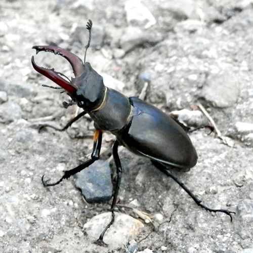 Stag beetleon RikenMon's Nature.Guide