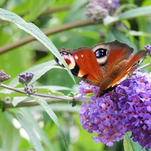 Butterfly-bushon RikenMon's Nature.Guide