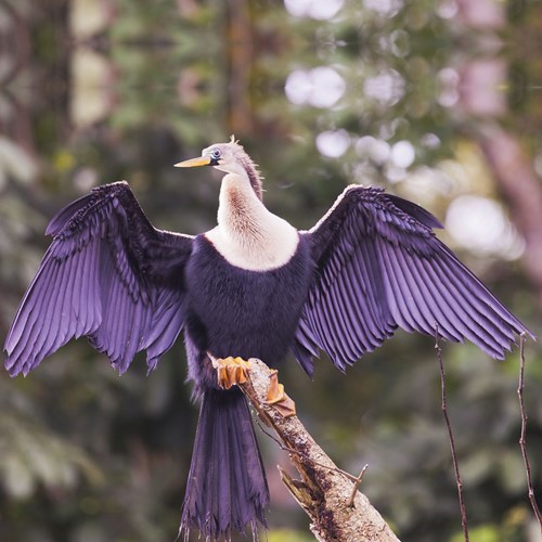 Anhingaon RikenMon's Nature.Guide
