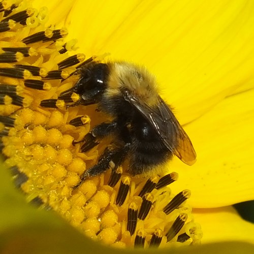 Carder beeon RikenMon's Nature.Guide