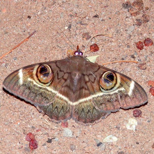 Cream striped owlon RikenMon's Nature.Guide