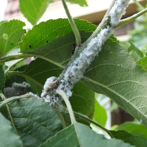 Woolly apple aphidon RikenMon's Nature.Guide
