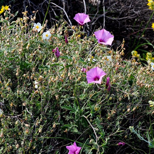 Mallow bindweedon RikenMon's Nature.Guide