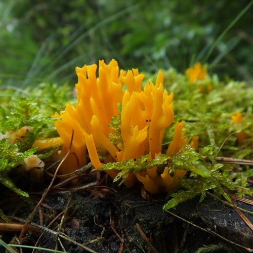 Yellow stagshornon RikenMon's Nature.Guide