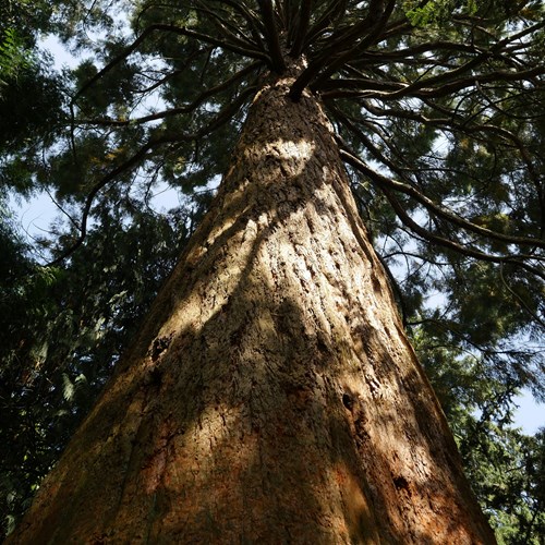 Giant sequoiaon RikenMon's Nature.Guide