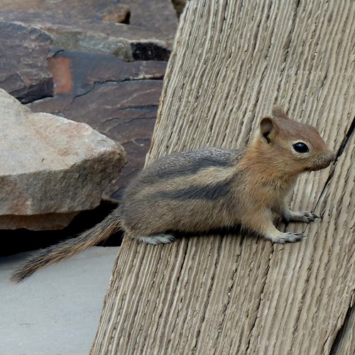 Eastern chipmunkon RikenMon's Nature.Guide