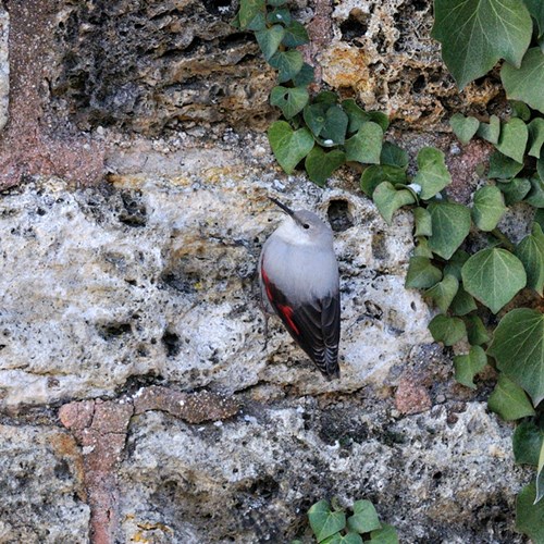Wallcreeperon RikenMon's Nature.Guide