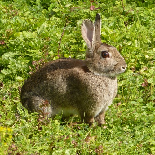 Rabbiton RikenMon's Nature.Guide