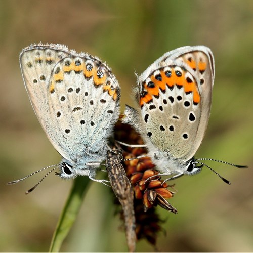 Silver-studded blueon RikenMon's Nature.Guide
