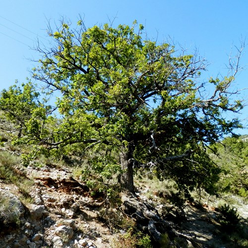 Evergreen oakon RikenMon's Nature.Guide