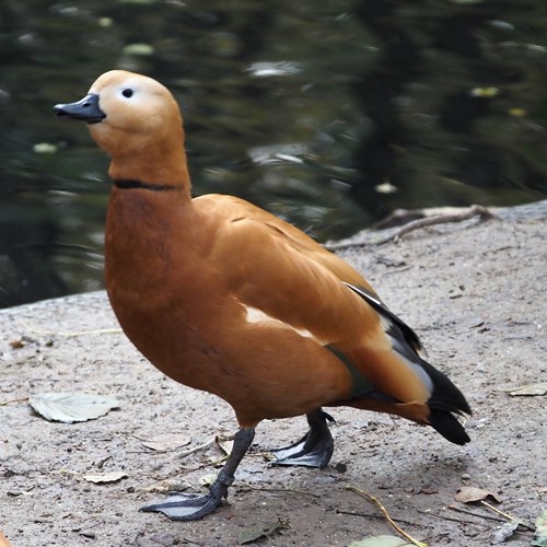 Ruddy shelduckon RikenMon's Nature.Guide