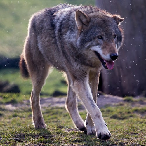 Gray wolfon RikenMon's Nature.Guide