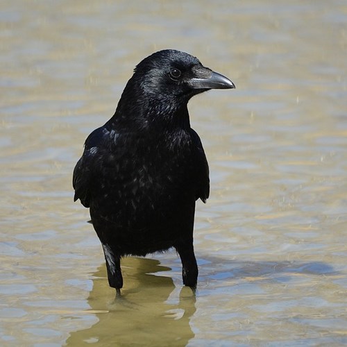 Carrion crowon RikenMon's Nature.Guide
