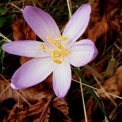 Autumn crocuson RikenMon's Nature.Guide