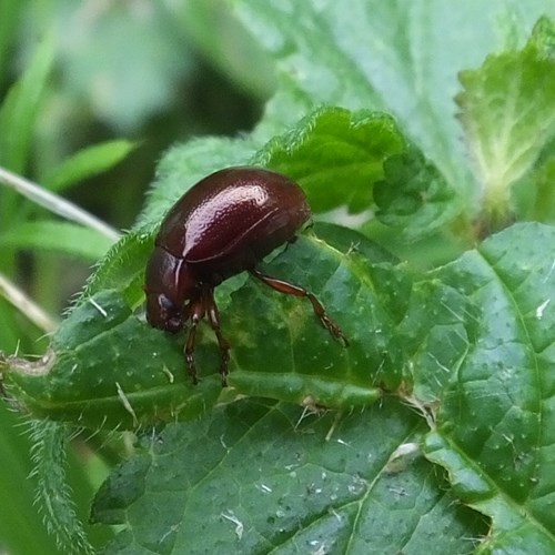 Brown mint leaf beetleon RikenMon's Nature.Guide