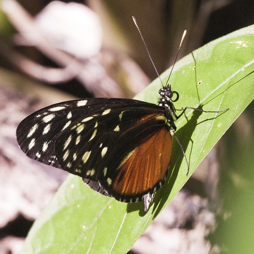 Tiger Longwingon RikenMon's Nature.Guide